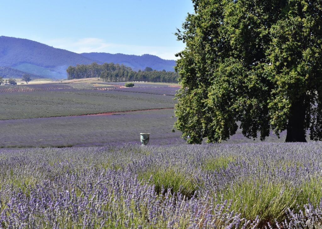 australia, tasmania, lavender fields-3392461.jpg