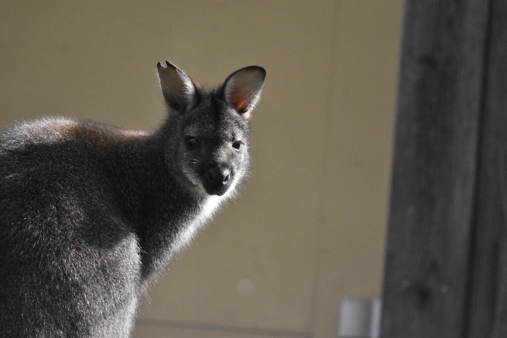 bennett kangaroo, wallaby, australia-7589679.jpg