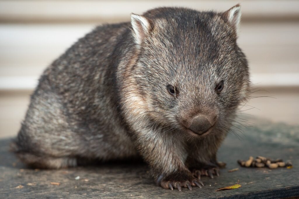 common wombat, wombat, animal-6566987.jpg