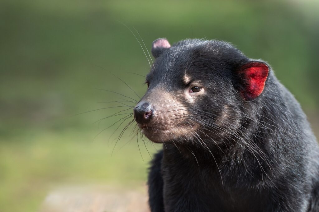 tasmanian devil, marsupial, animal-6479676.jpg