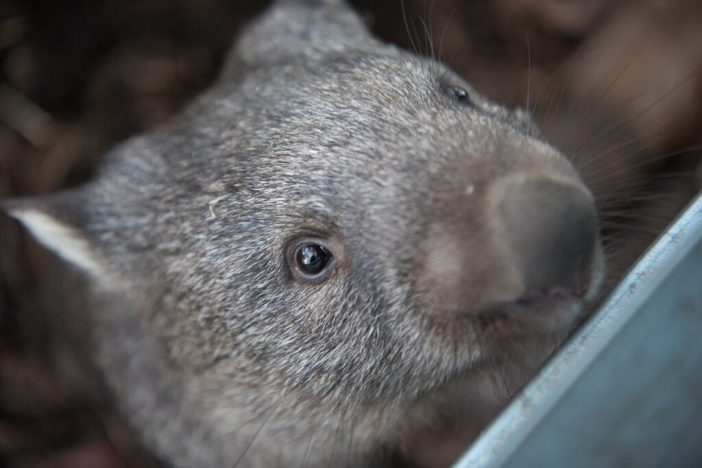 wombat, marsupial, animal-2365429.jpg